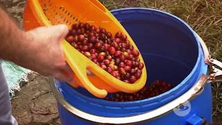 Fermentación anaeróbica del café  La Finca de Hoy [upl. by Ghassan]