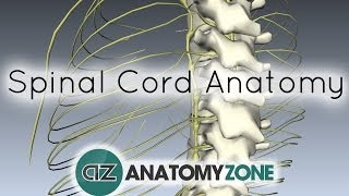 Spinal Cord  External Anatomy  3D Anatomy Tutorial [upl. by Dobbins]