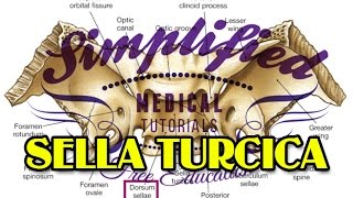 SELLA TURCICA Simplified  Anatomy [upl. by Eerak]