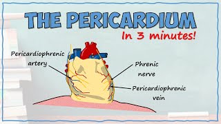 The Pericardium [upl. by Castara]