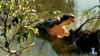 American Alligator Bellowing 11 [upl. by Walley268]