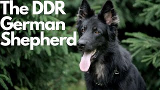 DDR German Shepherd Everything You Need to Know [upl. by Katya]