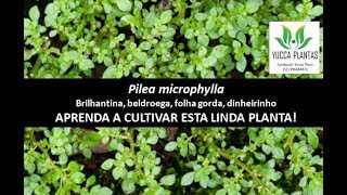 PILEA MICROPHYLLA Brilhantina beldroega ou folha gorda [upl. by Ainoet]