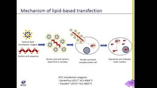 Lipid Transfection Explained [upl. by Simpkins183]