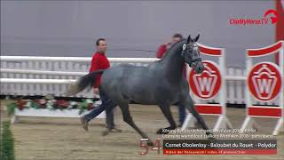 COLUMBUS Z Zangersheide stallion by Cornet Obolensky wwwequineevolutioncom [upl. by Lolly165]