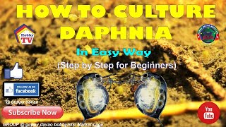 HOW TO CULTURE DAPHNIA In Easy Way [upl. by Hoem]