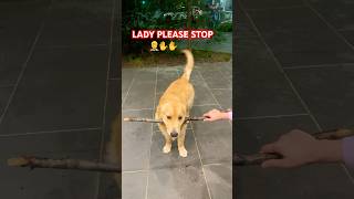 Drop it failsjunior goldenretriever happy dropit love cuteshortsviral shorts trending [upl. by Elletnuahs498]