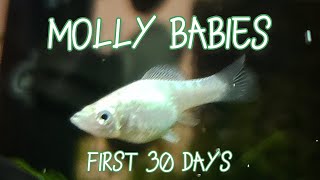 Molly Fry Growth  First 30 Days Timelapse amp Tips [upl. by Maclay]