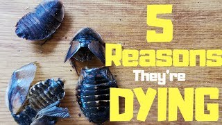 5 Reasons Why Your Dubia Roaches Keep Dying [upl. by Netsirt]