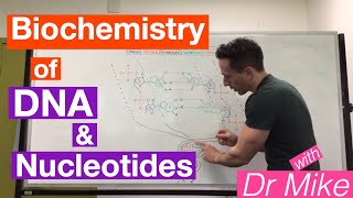 DNA and Nucleotides  Biochemistry [upl. by Enrev]