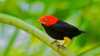 Red capped Manakin Wing Sounds HD [upl. by Schreibe]