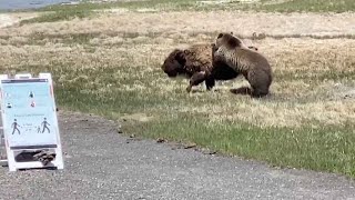 Bear And Bison Fight At Yellowstone National Park [upl. by Annair41]