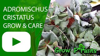 Adromischus cristatus  grow amp care Crinkle Leaf Plant [upl. by Ahseya56]