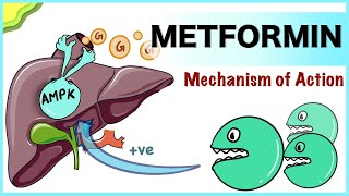 Metformin Mechanism of Action [upl. by Toiboid]