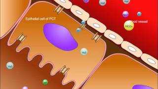 USMLE® Step 1 High Yield Nephrology Renal Tubular Acidosis [upl. by Vaas673]