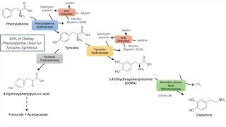 Catecholamine Biosynthesis Pathway [upl. by Lothar331]