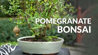 Making a Pomegranate Bonsai tree [upl. by Benildas]