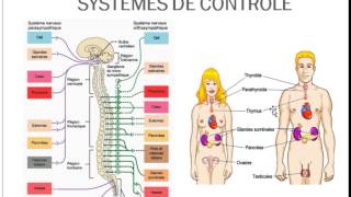 Introduction physiologie 3 [upl. by Parlin]