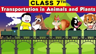 class 7 science chapter 11  Transportation in Animals and Plants  CBSE Class 7 [upl. by Nairolf]