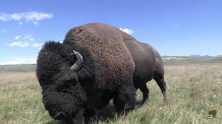 Yellowstone Bison Rut [upl. by Eliott]