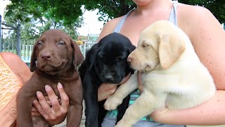 Adorable Labrador Retriever Puppies [upl. by Gratt]