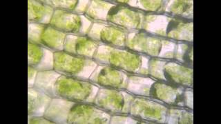 Osmosis in Elodea [upl. by Notaes]