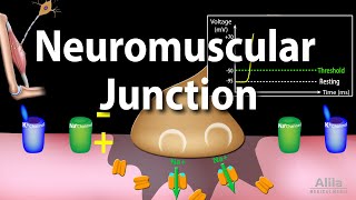 Neuromuscular Junction Animation [upl. by Reyem]