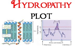 Hydropathy plot [upl. by Marita]