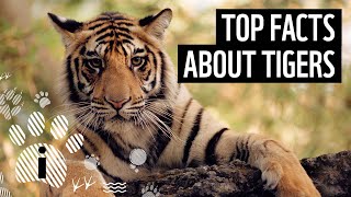 Top 7 Facts About Tigers  Animal Fun Facts  WWF [upl. by Namharludba]