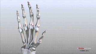 Hand Anatomy Animated Tutorial [upl. by Wilen]